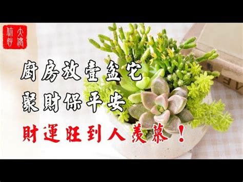 旺財招財植物風水